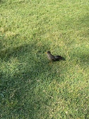 Turdus falcklandii magellanicus