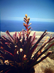 Tillandsia tragophoba
