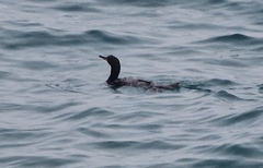 Gulosus aristotelis desmarestii