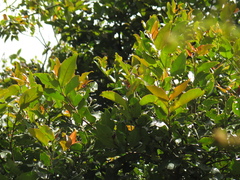 Prunus buxifolia