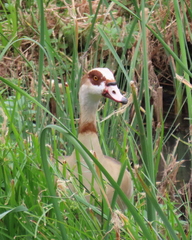 Alopochen aegyptiaca