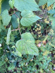 Vitis vulpina