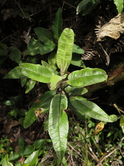 Ageratina asclepiadea