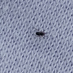 Euryopis episinoides