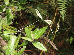 Oligactis sessiliflora