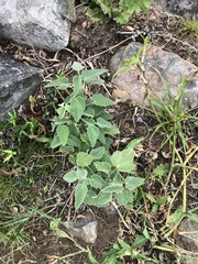 Malvaceae