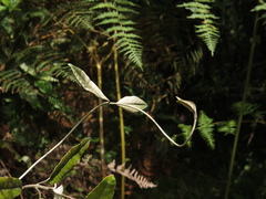 Oligactis sessiliflora