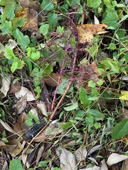Cycloloma atriplicifolium