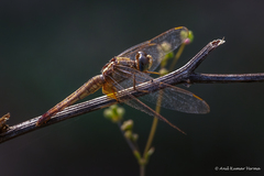 Crocothemis servilia