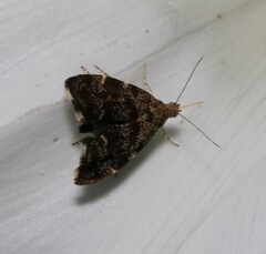 Anthophila fabriciana