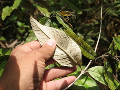 Oligactis sessiliflora