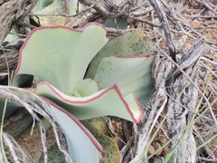 Cotyledon orbiculata