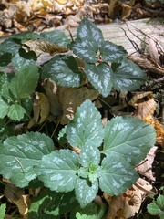 Lamium galeobdolon