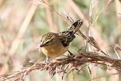 Euplectes albonotatus