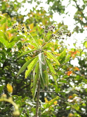 Lippia hirsuta