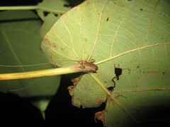 Gryllacrididae
