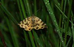 Pseudopanthera macularia