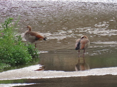 Alopochen aegyptiaca