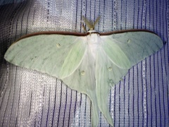Actias aliena aliena