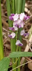 Glycine tabacina