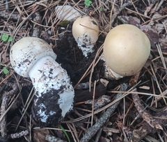 Agaricus urinascens excellens