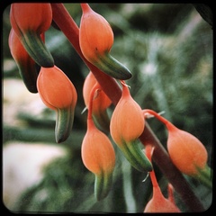 Gasteria vlokii