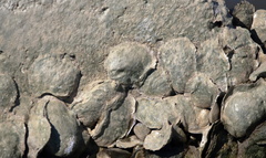 Ostreidae