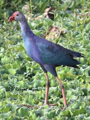 Porphyrio poliocephalus