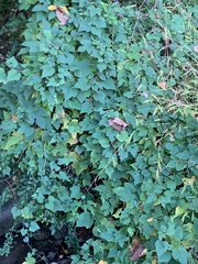 Vitaceae