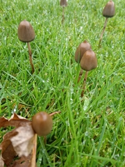 Psilocybe semilanceata