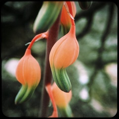 Gasteria vlokii