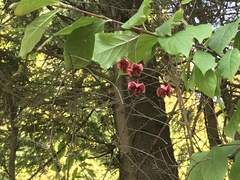 Euonymus latifolius