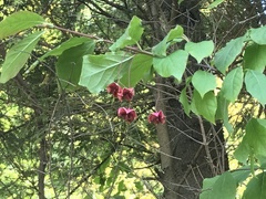Euonymus latifolius