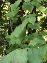 Euonymus latifolius