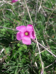 Oxalis hispidula