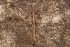 Crocothemis divisa
