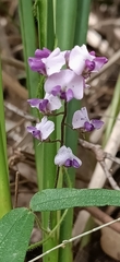 Glycine tabacina