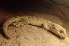 Homopholis walbergii