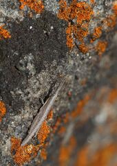 Acrididae
