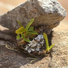 Orchidaceae