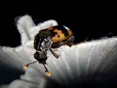 Nicrophorus quadripunctatus
