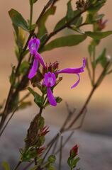 Hypoestes