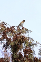 Fringilla montifringilla