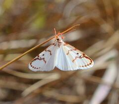Lepidoptera