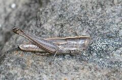 Acrididae