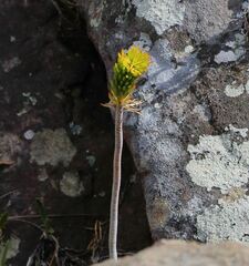 Angiospermae