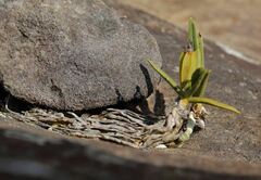 Angraecum rutenbergianum image