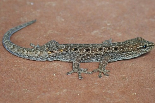 Black-spotted Dwarf Gecko, Lygodactylus nigropunctatus