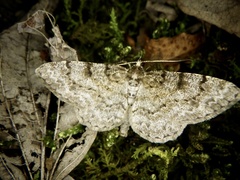 Protoboarmia faustinata