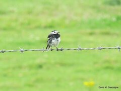 Motacilla alba yarrellii